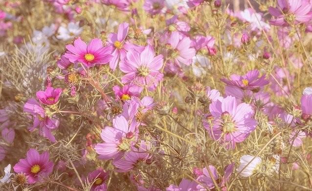 秋の季節の花、コスモス